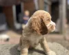 Cocker Spaniel (Show)