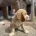 Cocker Spaniel (Show)