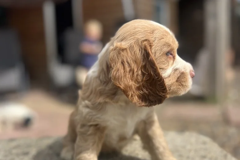 Cocker Spaniel (Show)