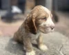 Cocker Spaniel (Show)