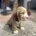 Cocker Spaniel (Show)
