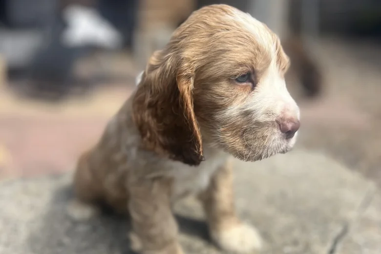 Cocker Spaniel (Show)
