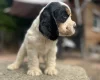 Cocker Spaniel (Show)