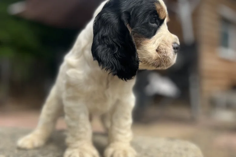 Cocker Spaniel (Show)