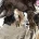 Cocker Spaniel (Show)