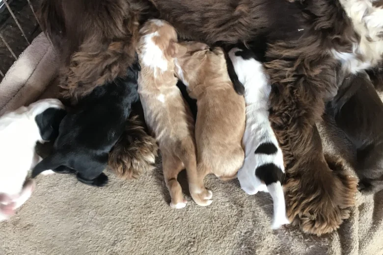 Cocker Spaniel (Show)