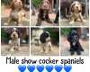 Cocker Spaniel (Show)