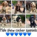 Cocker Spaniel (Show)