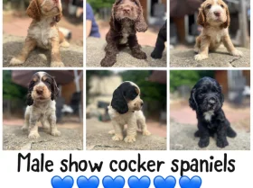 Cocker Spaniel (Show)