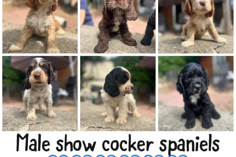 Cocker Spaniel (Show)