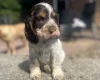 Cocker Spaniel (Show)