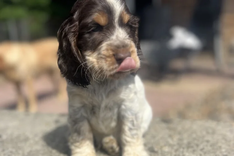 Cocker Spaniel (Show)