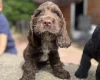 Cocker Spaniel (Show)