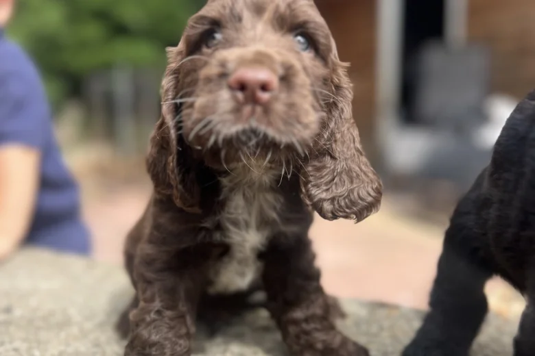 Cocker Spaniel (Show)