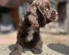 Cocker Spaniel (Show)