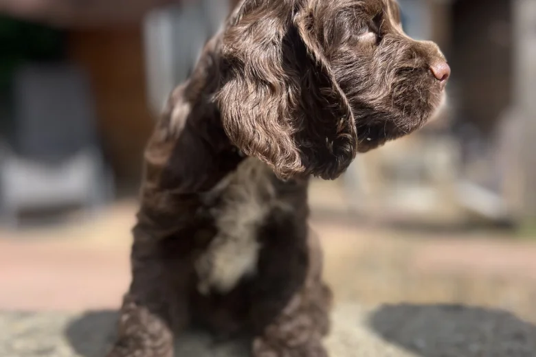 Cocker Spaniel (Show)