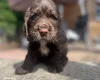 Cocker Spaniel (Show)