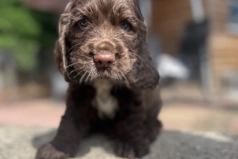 Cocker Spaniel (Show)