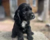 Cocker Spaniel (Show)