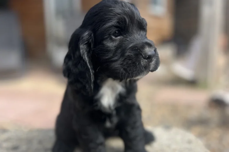 Cocker Spaniel (Show)