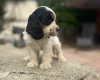 Cocker Spaniel (Show)
