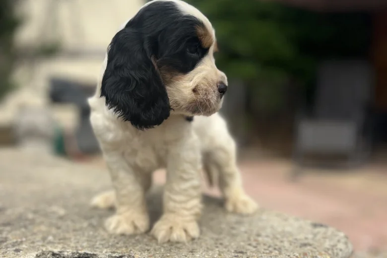 Cocker Spaniel (Show)
