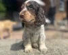 Cocker Spaniel (Show)