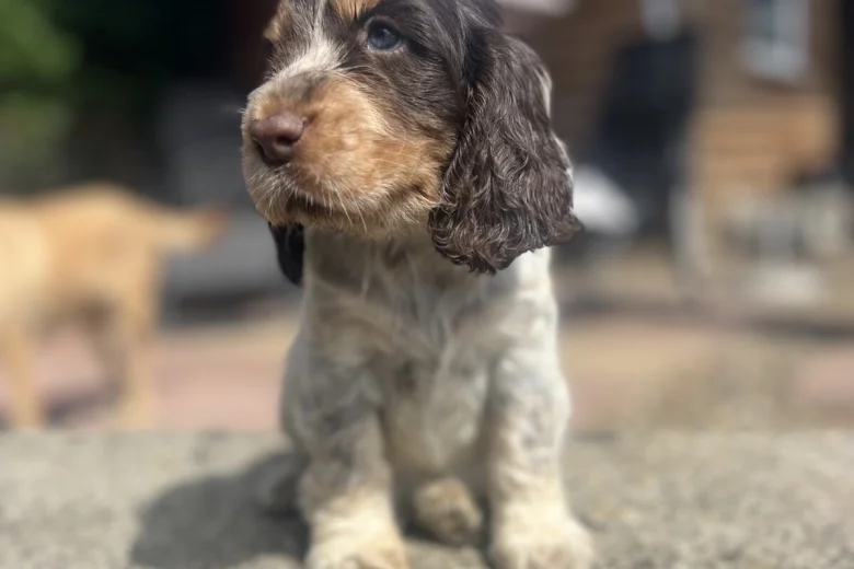 Cocker Spaniel (Show)