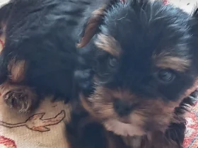 Yorkshire Terrier