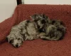 Bedlington Terrier