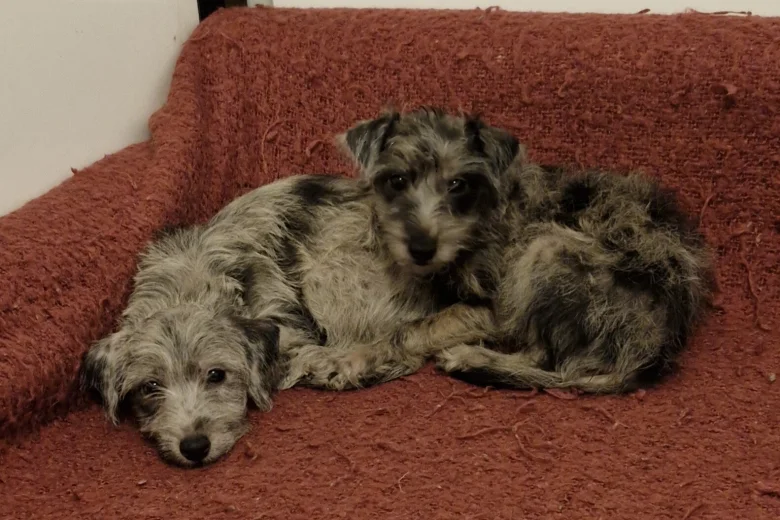 Bedlington Terrier