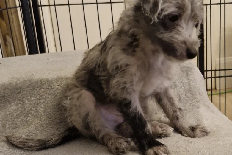 Bedlington Terrier