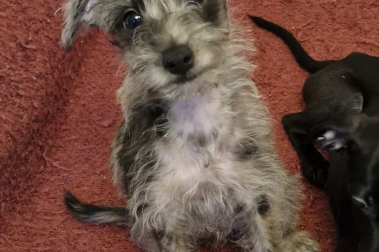 Bedlington Terrier