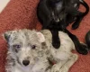 Bedlington Terrier