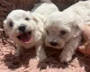 Bichon Frise