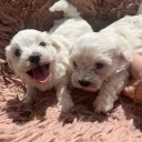 Bichon Frise