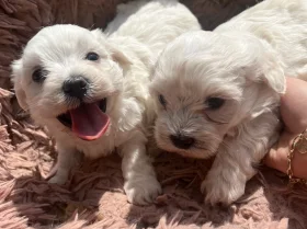 Bichon Frise