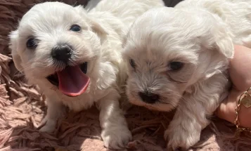 Bichon Frise