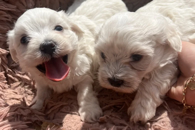 Bichon Frise