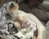 Bichon Frise