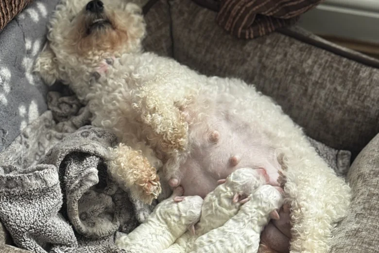 Bichon Frise