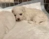 Bichon Frise