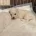 Bichon Frise