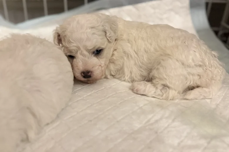 Bichon Frise