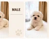 Bichon Frise