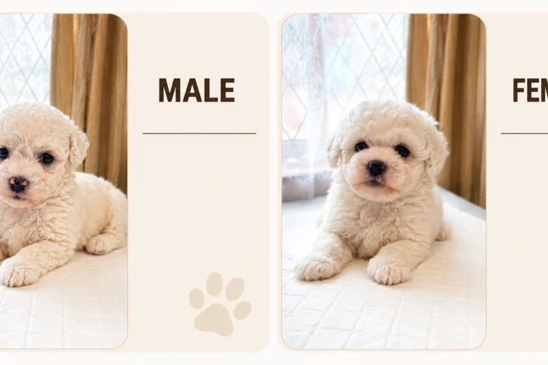 Bichon Frise