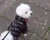 Bichon Frise