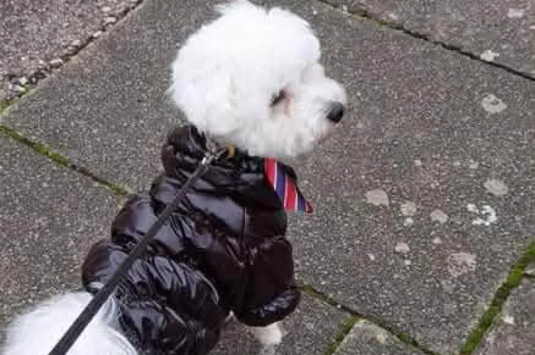 Bichon Frise