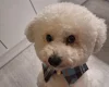 Bichon Frise