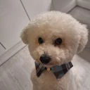 Bichon Frise